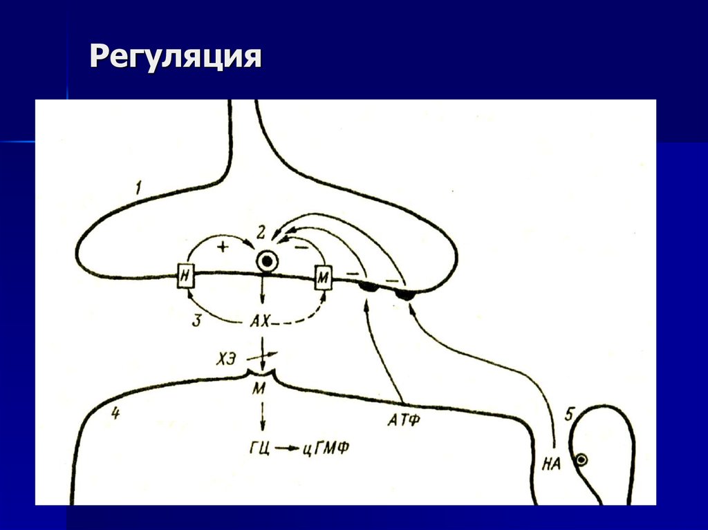 Глазо сердечный рефлекс схема