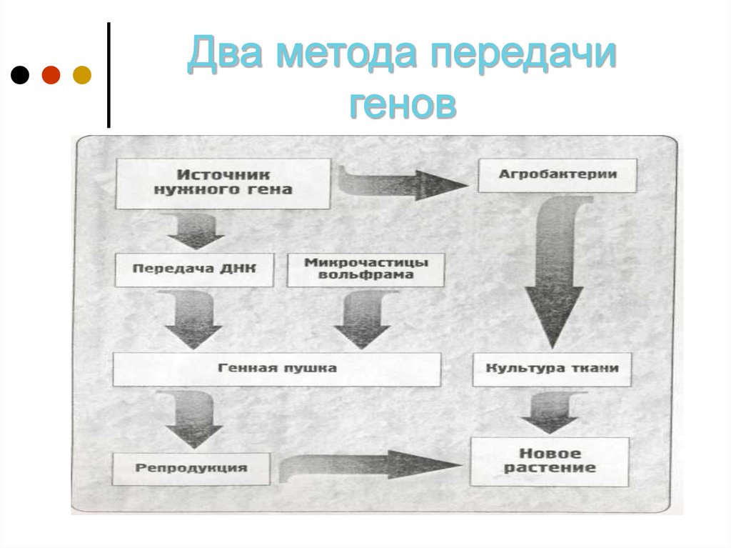 Несколько методов. Способы передачи генов. Источники генов. Способы передачи бизнеса. Инокулятивный способ передачи.