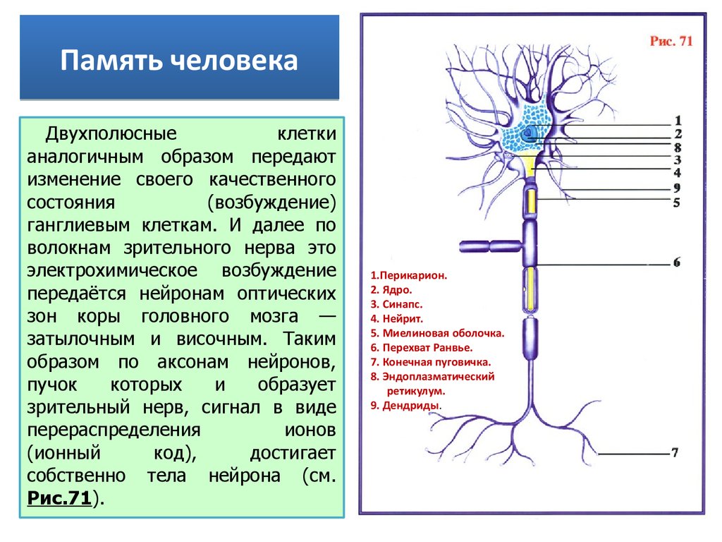 Нейрит