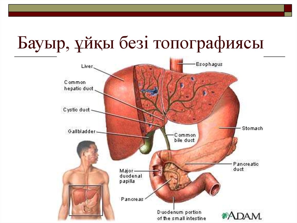 Бауыр аурулары презентация