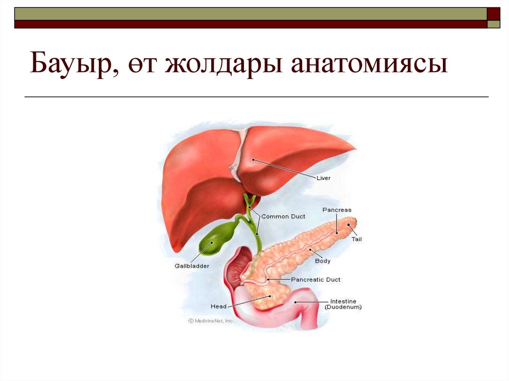 Бауыр аурулары презентация