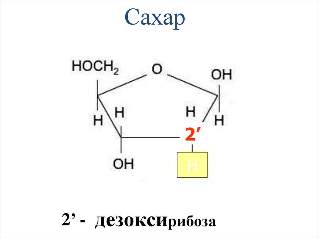 Рибоза класс соединений. Дезоксирибоза циклическая формула. Дезоксирибоза структурная формула. Молекулярная формула дезоксирибозы. Д дезоксирибоза формула.