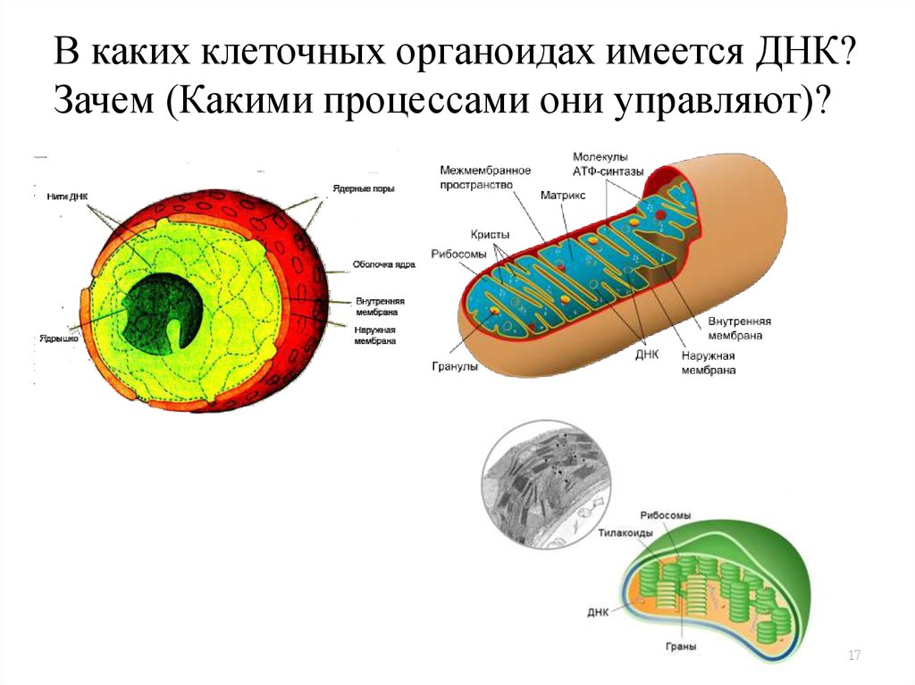 Содержит клеточный. В каких органоидах клетки находится ДНК. Клеточный органоид содержащий ДНК. В состав каких органоидов входят молекулы ДНК:. В каких органоидах клетки содержится ядро.