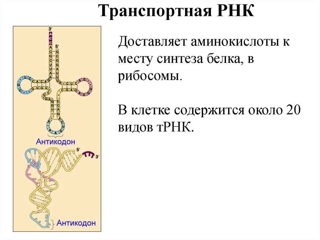 Сколько рнк в аминокислоте. Транспортная РНК. ТРНК. Место синтеза транспортной РНК. Транспортная РНК синтезируется в.