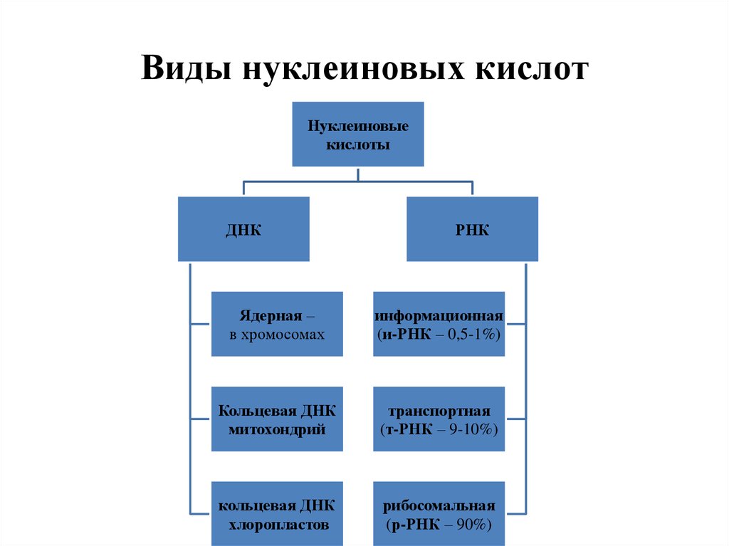 Нуклеиновые кислоты схема