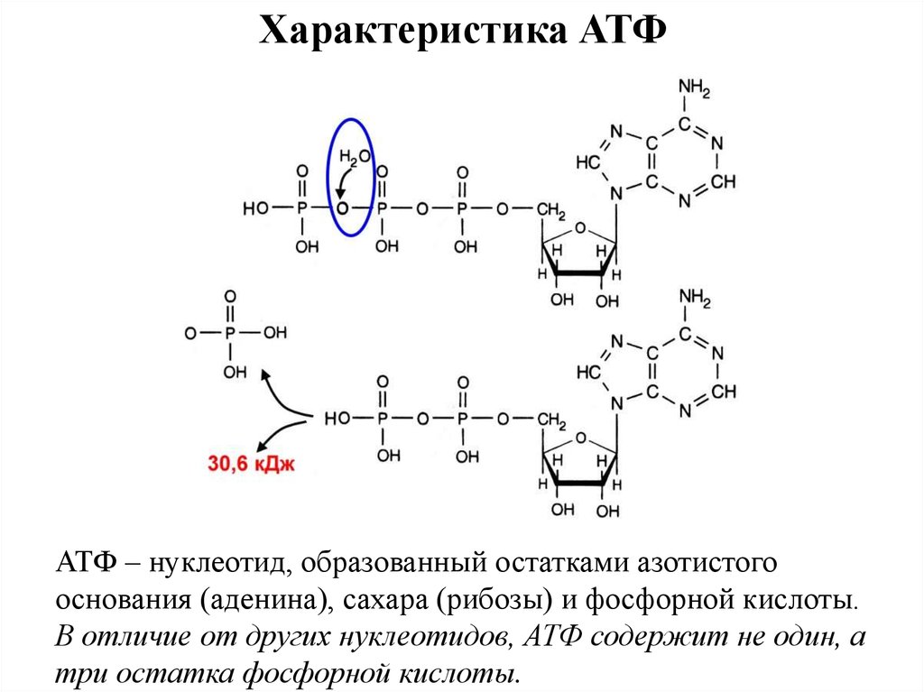 Отличие атф