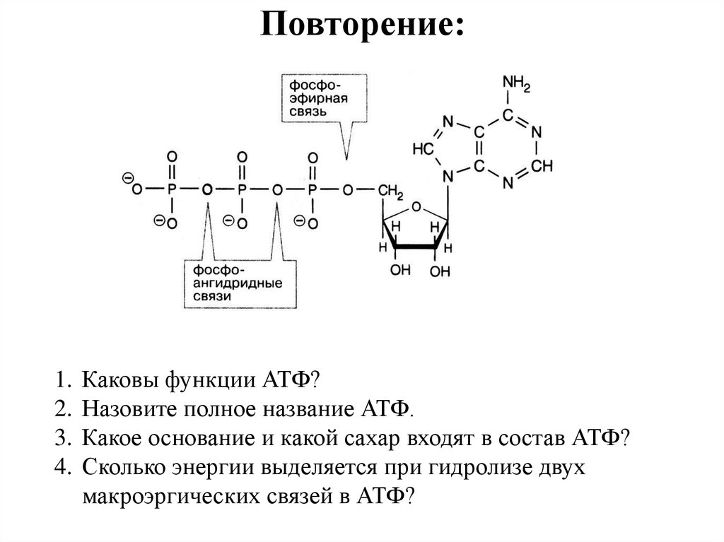 Углевод входящий в атф. Ангидридная связь в АТФ. Фосфоангидридная связь в молекуле АТФ. Макроэргическая связь в АТФ. Макроэргические соединения.