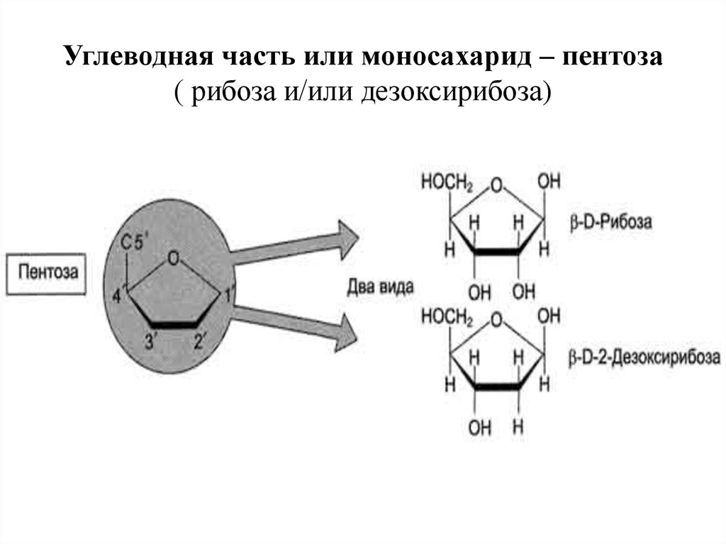 Нуклеиновые кислоты моносахариды. Пентозы нуклеиновых кислот. Углеводная часть или моносахарид – пентоза. Моносахариды в нуклеиновых кислотах. Дезоксирибоза.