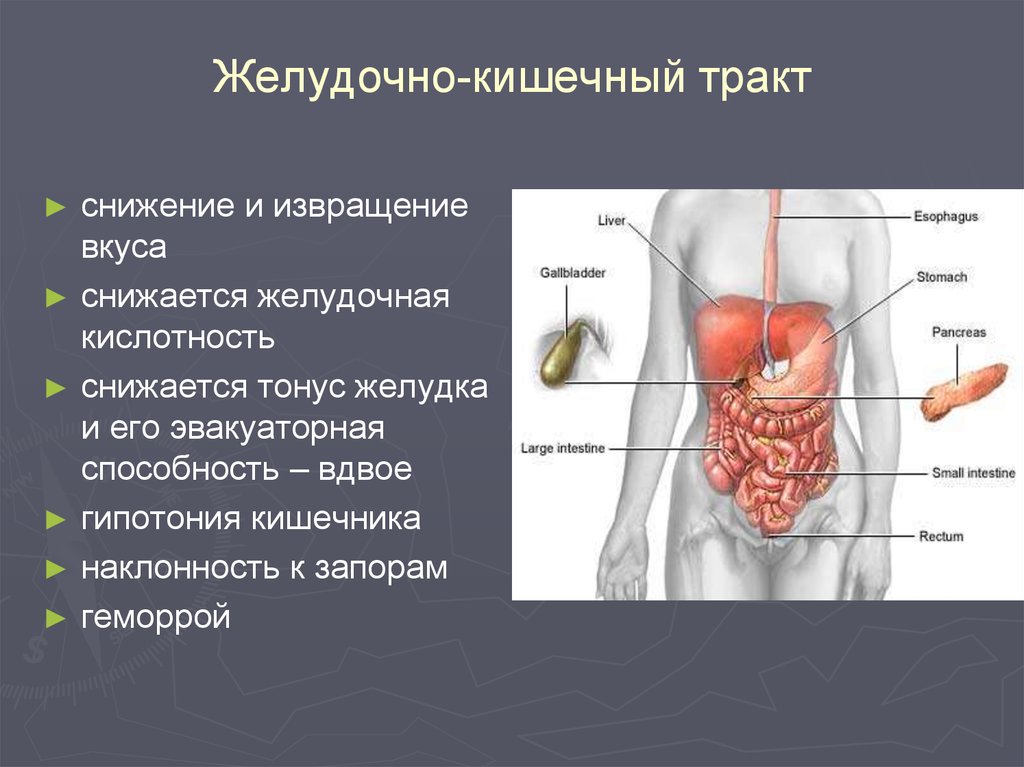 Гипотония желудка. Органы ЖКТ. Кишечно пищеварительный тракт.