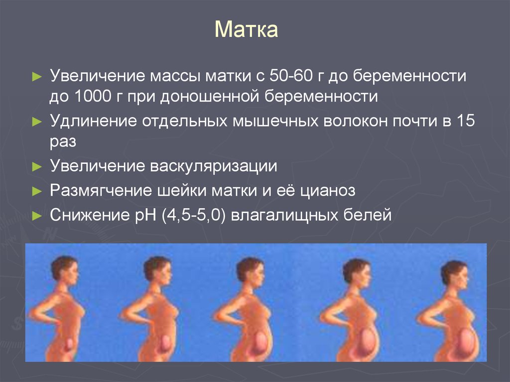 Изменение матки при беременности. Матка при беременности. Рост матки.