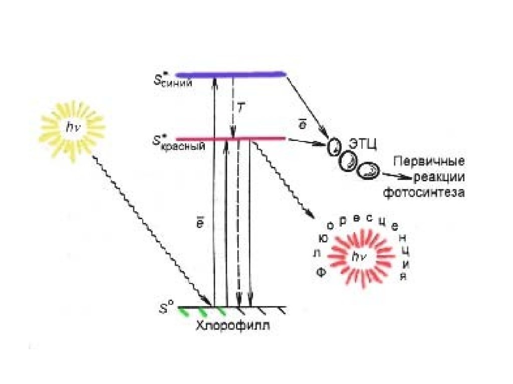 Электроны хлорофилла. Флуоресценция хлорофилла схема. Флуоресценция хлорофилла. Механизм флуоресценции. Поглощение энергии света молекулой хлорофилла.