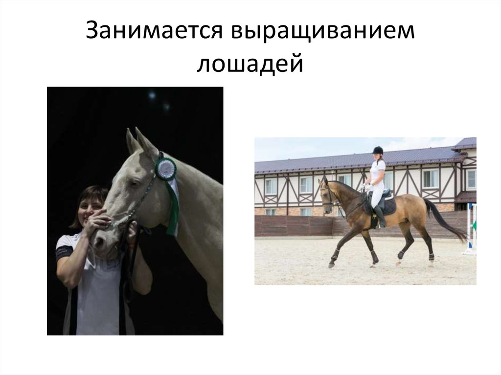 Занимается выращиванием лошадей