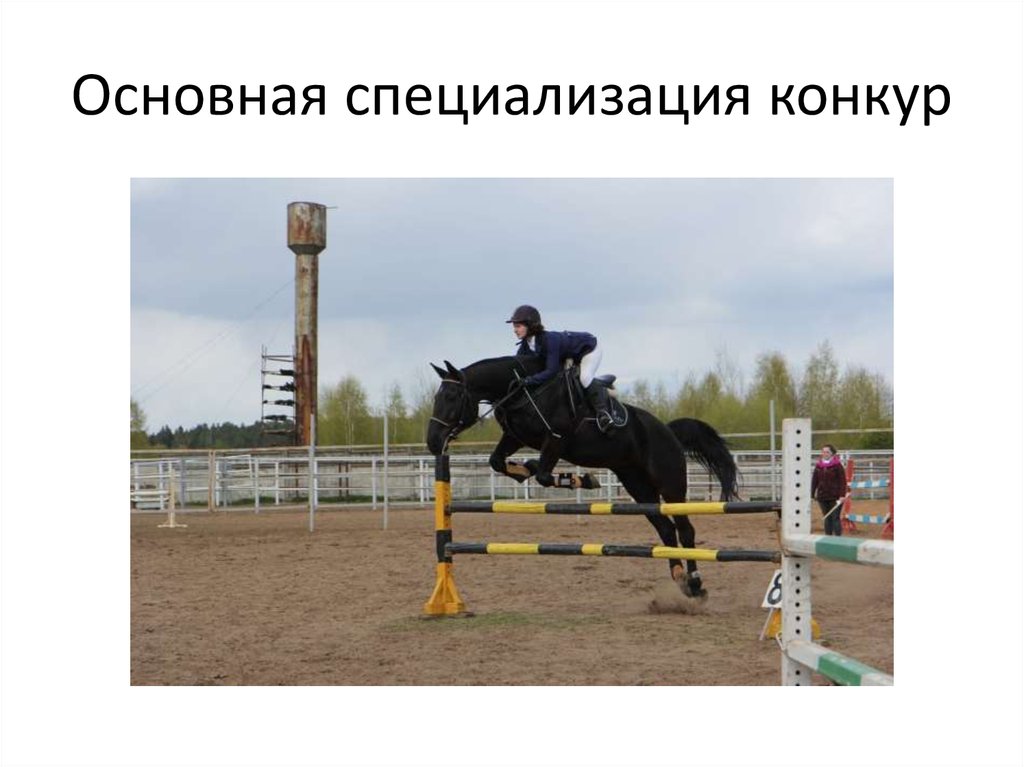 Основная специализация конкур