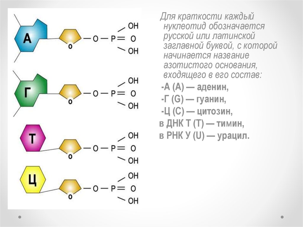 В состав нуклеотида входит азотистое основание. Гуанин систематическое название. Гуанин нуклеотид название. Букву, которой обозначается азотистое основание. Какие азотистые основания входят в состав нуклеотидов.