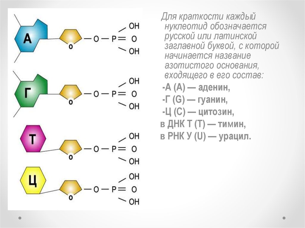 Нуклеотид для днк из тимина