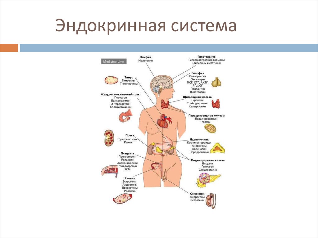 Эндокринные заболевания человека. Эндокринная система человека строение и функции. Эндокринная система строение функция органы. Эндокринные железы человека строение и функции. Основные функции систем органов эндокринной системы.