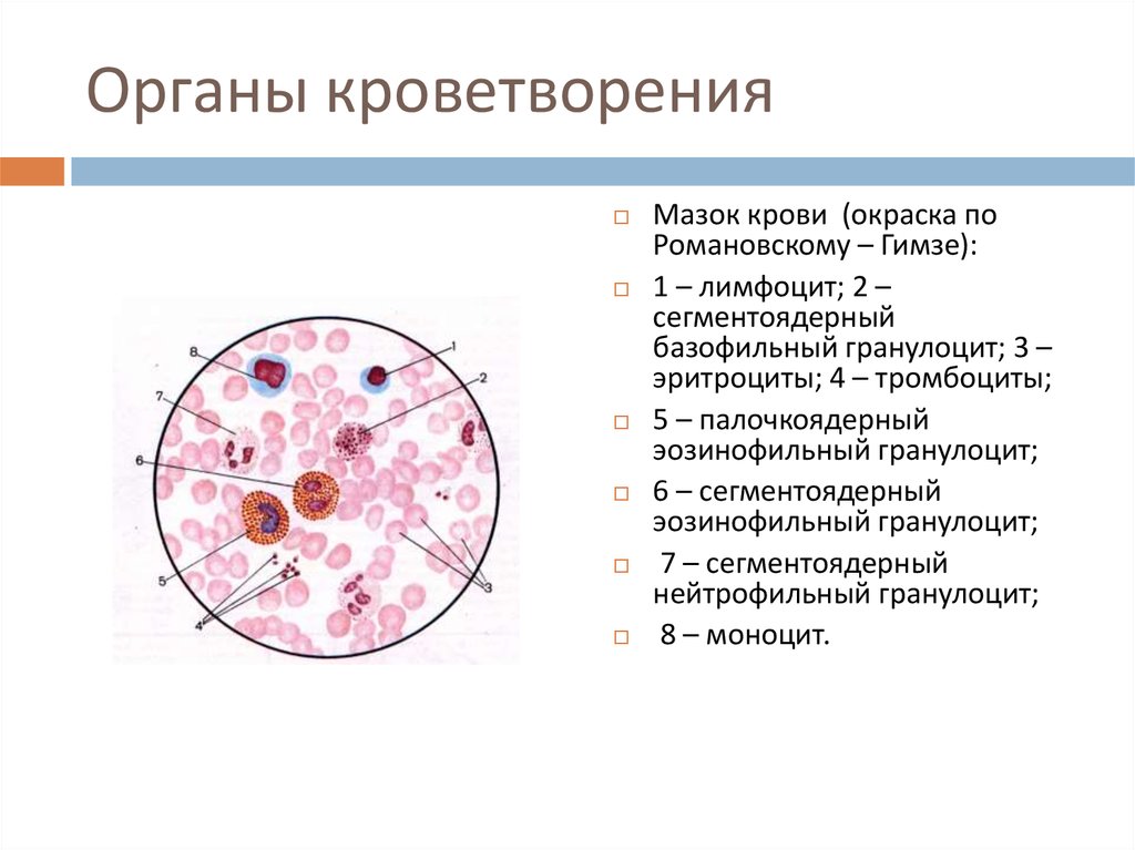 Органы кроветворения гистология презентация