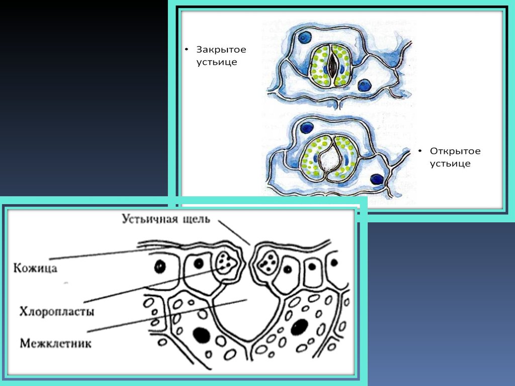 Устьица живые клетки. Устьице и устьичная щель. Строение устьичного аппарата растений. Строение устьица листа. Устьичный аппарат хвощей.
