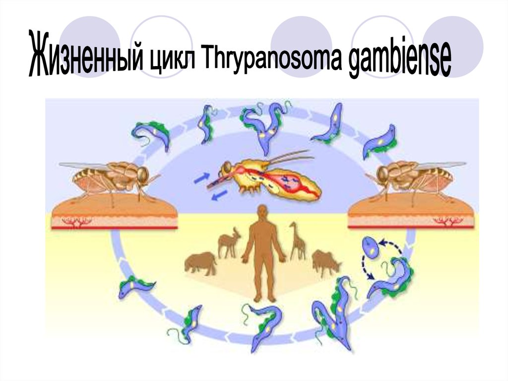 Схемы жизненного цикла простейших