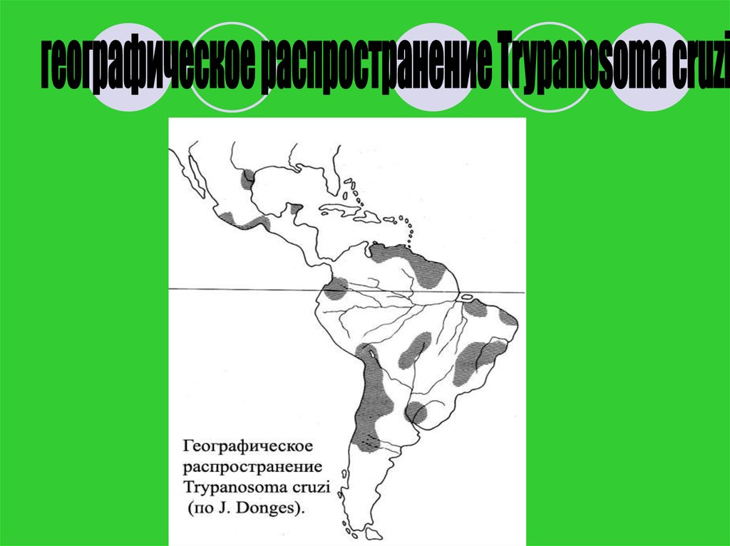 География распространения. Географическое распространение трипаносом. Географическое распространение простейших. Трипаносома распространение. Американская трипаносома географическое распространение.