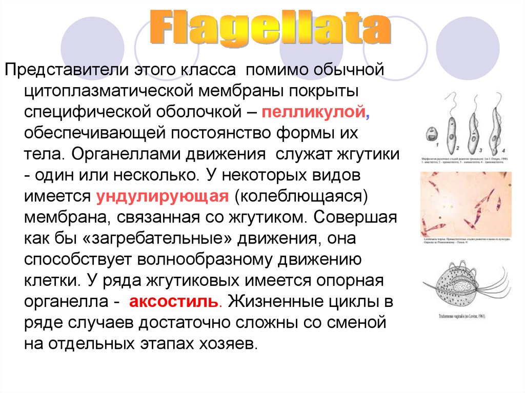 Презентация простейшие паразиты