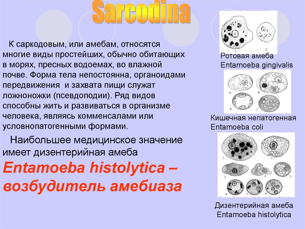 Какие простейшие относятся к простейшим. Виды простейших паразитов. Виды паразитических простейших. Саркодовые паразиты. Саркодовые паразиты человека.