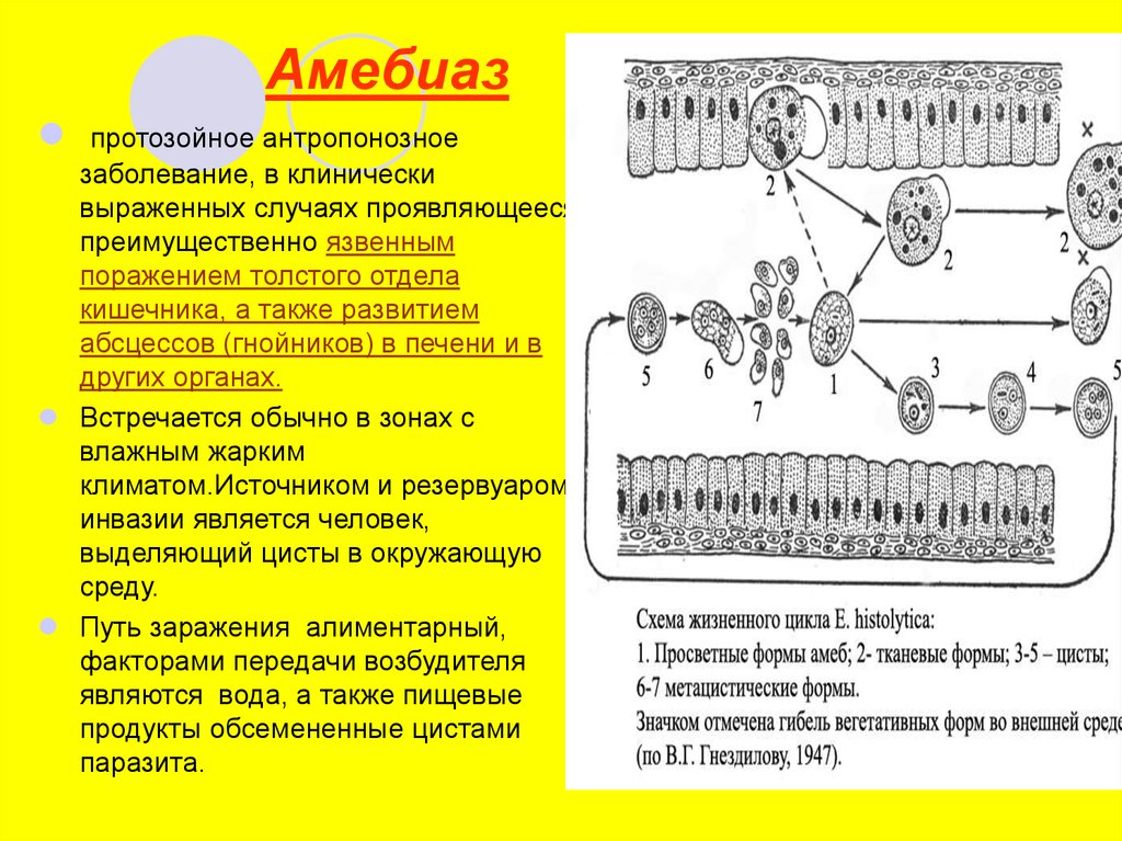 Стадия амебы поражающая толстый кишечник человека. Вегетативная форма амебиаза. Амебиаз поражение органов.
