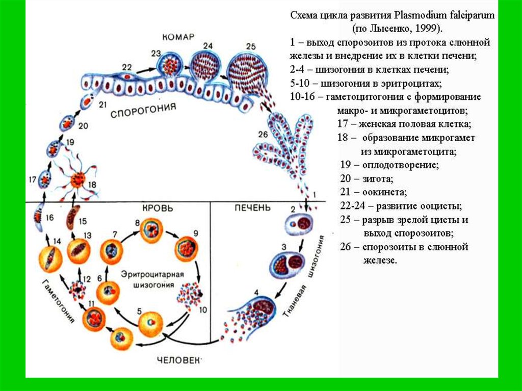 Жизненный цикл плазмодия. Цикл развития малярийного плазмодия простая схема. Жизненный цикл малярийного плазмодия схема. Жизненный цикл малярийного плазмодия простая схема. Цикл развития плазмодия схема.