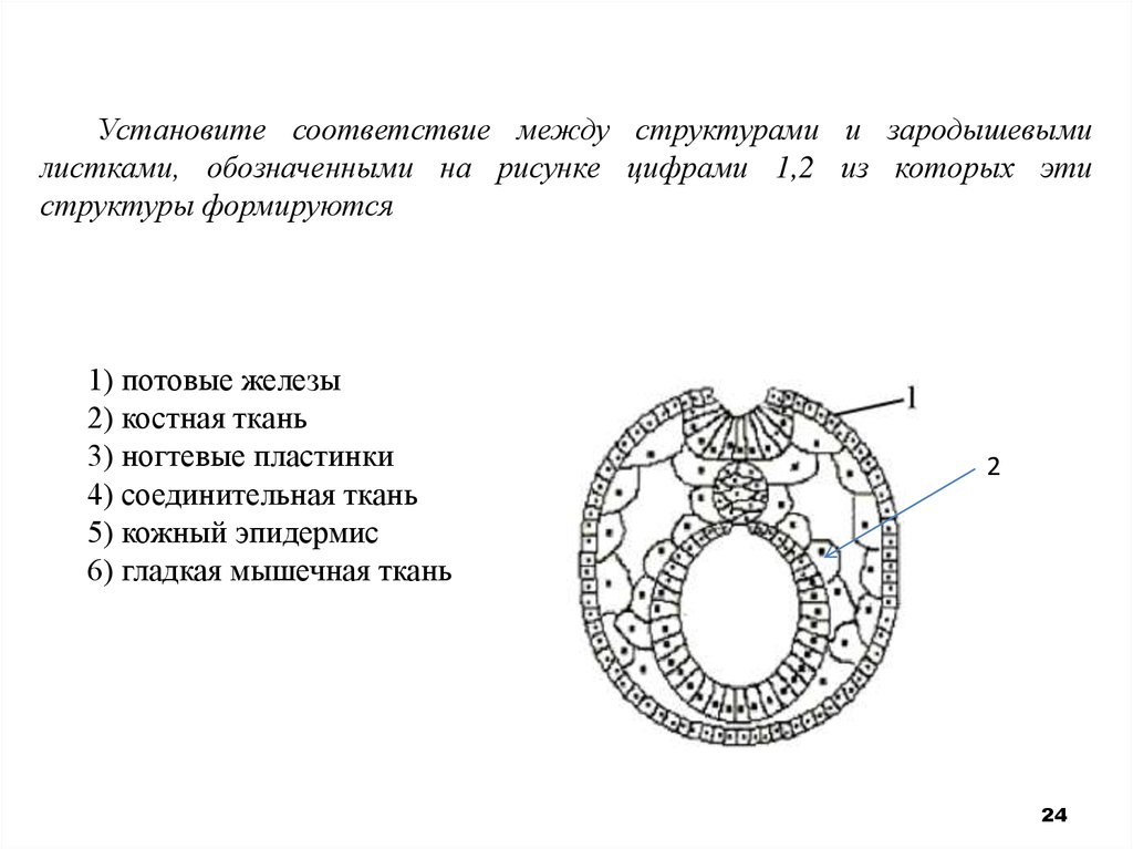 Рассмотрите рисунок установите соответствие. Строение зародышевого листка позвоночного животного. Строение зародышевых листков эмбриона. Соответствие между структурами и зародышевыми листками. Хрящевая ткань зародышевый листок.