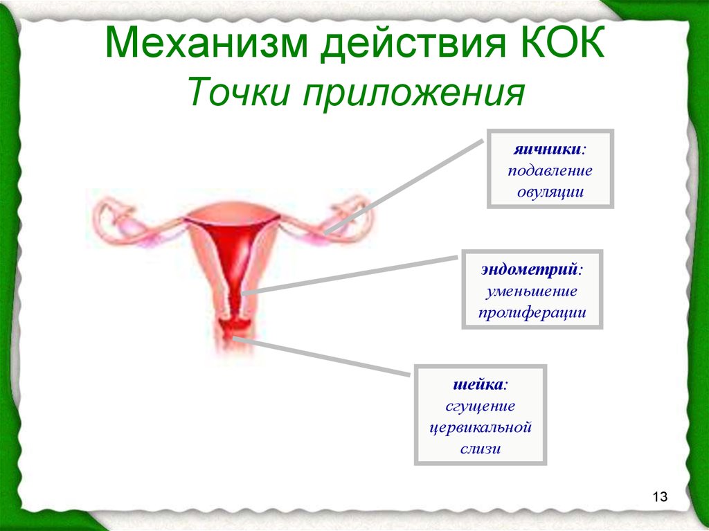 Шейка при овуляции