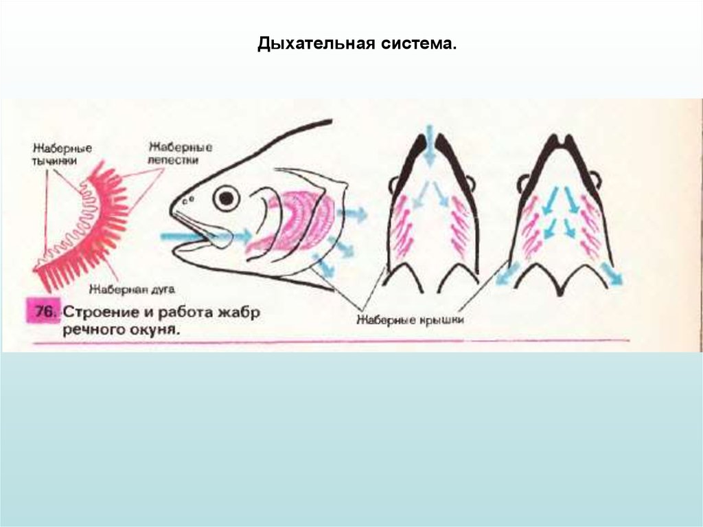 Тычинки в жабрах. Строение органов дыхания окуня. Дыхательная система речного окуня. Дыхательная система система у рыб строение. Обыкновенный окунь дыхательная система.