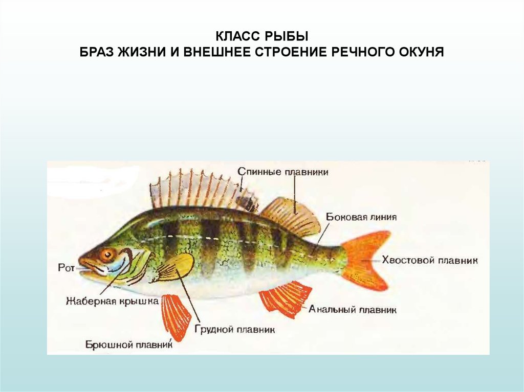 Биология про рыб 7 класс