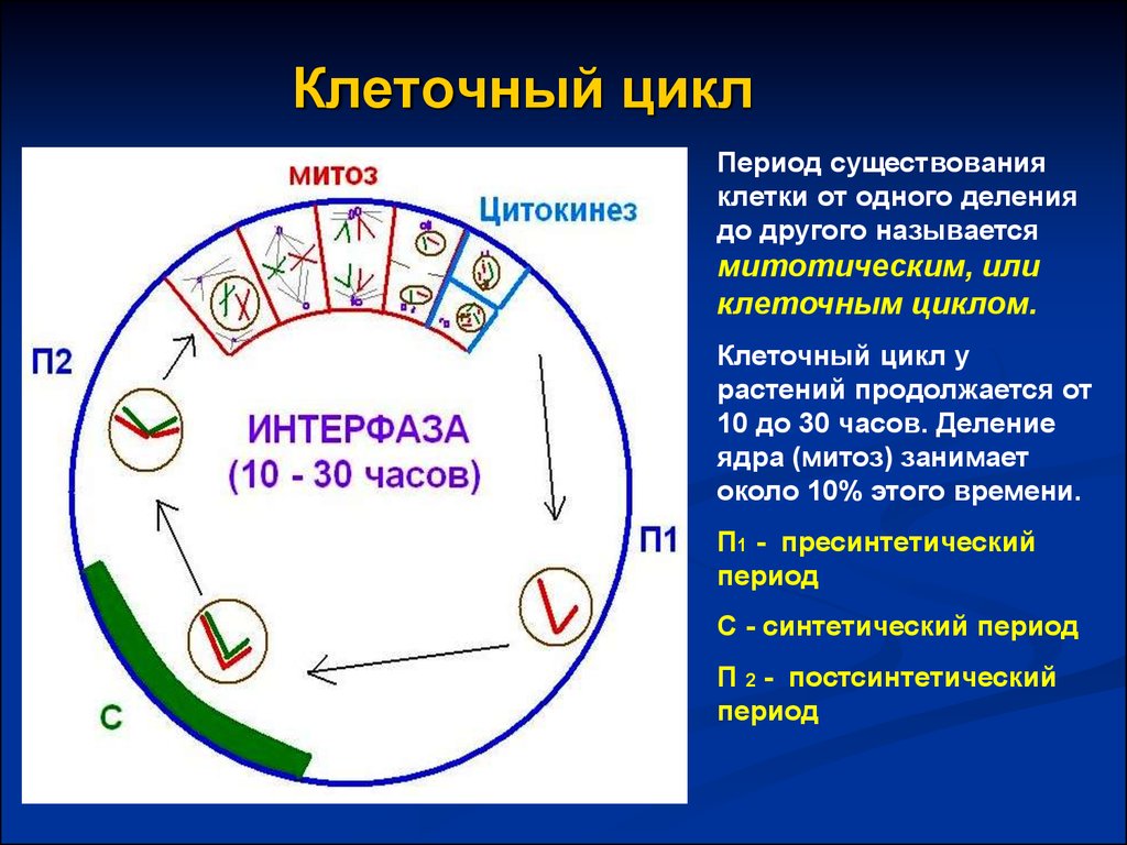 Клеточный цикл презентация