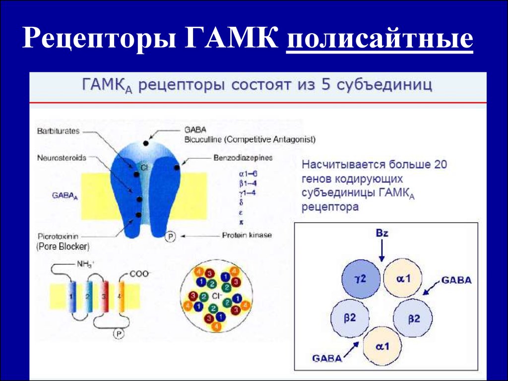 C рецепторы. Строение ГАМК рецептора. ГАМК ергические рецепторы. Субъединицы ГАМК рецепторов. Рецепторы ГАМК полисайтные.