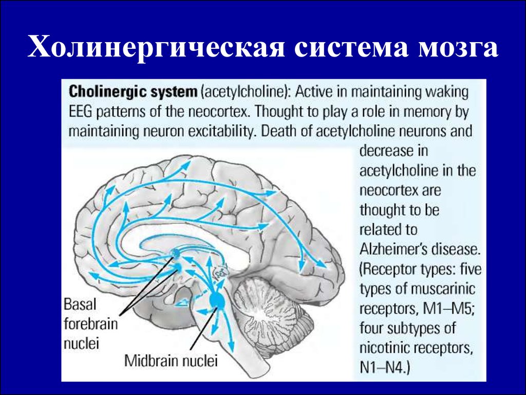 Сигнальная система головного мозга. Холинергическая система мозга. Функции холинергической системы мозга. Базальная холинергическая система переднего мозга. Холинергических нейронов головного мозга..