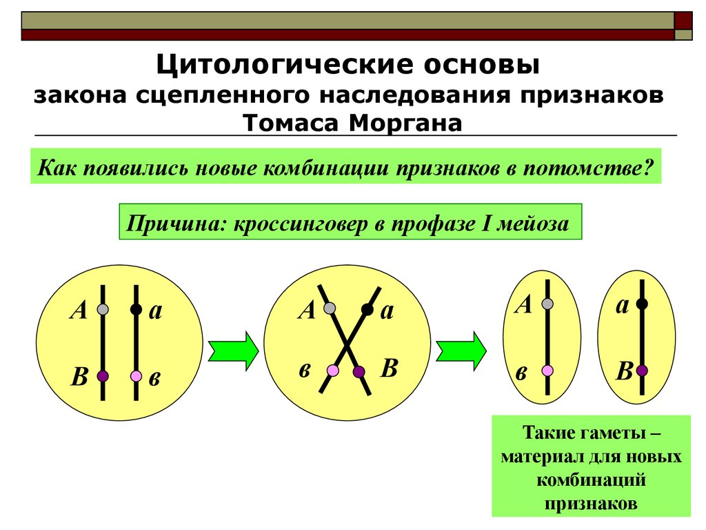 Сцепленное наследование схема