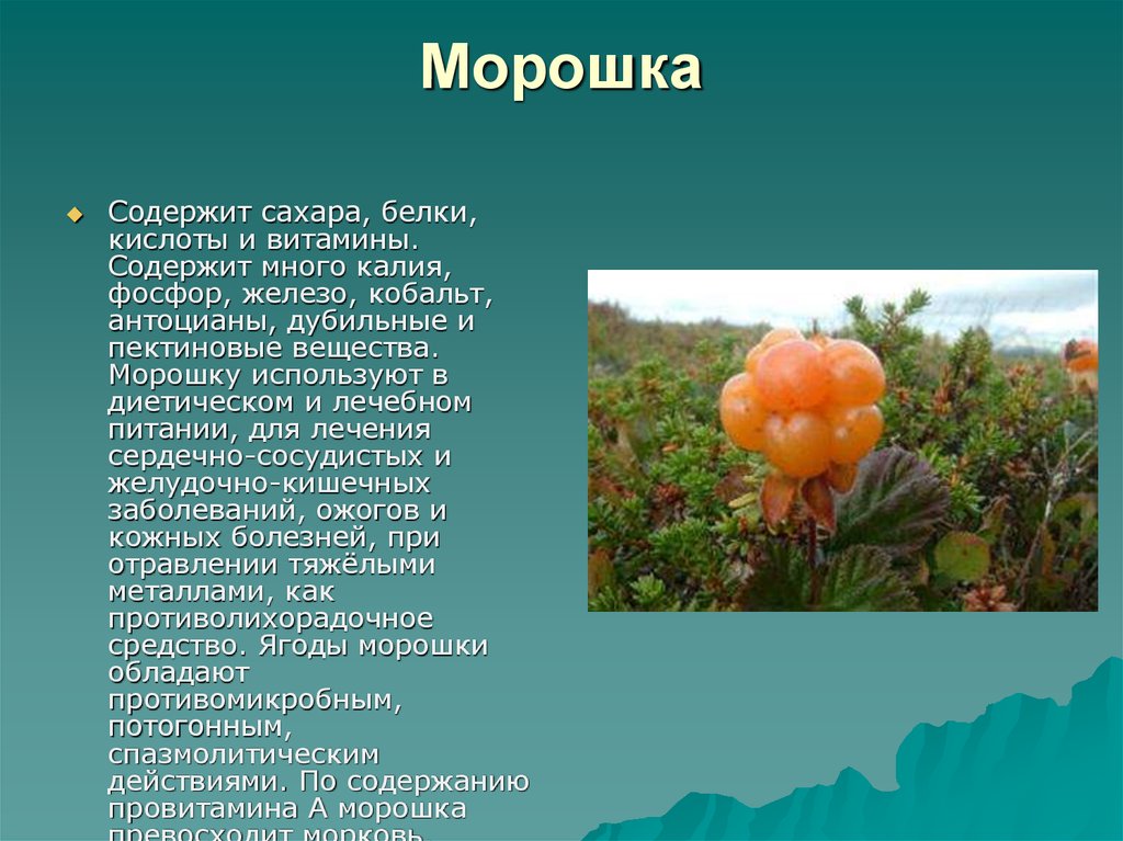 Польза морошки для здоровья. Тундровая Морошка. Морошка в тайге. Морошка ягода куст. Морошка ареал.