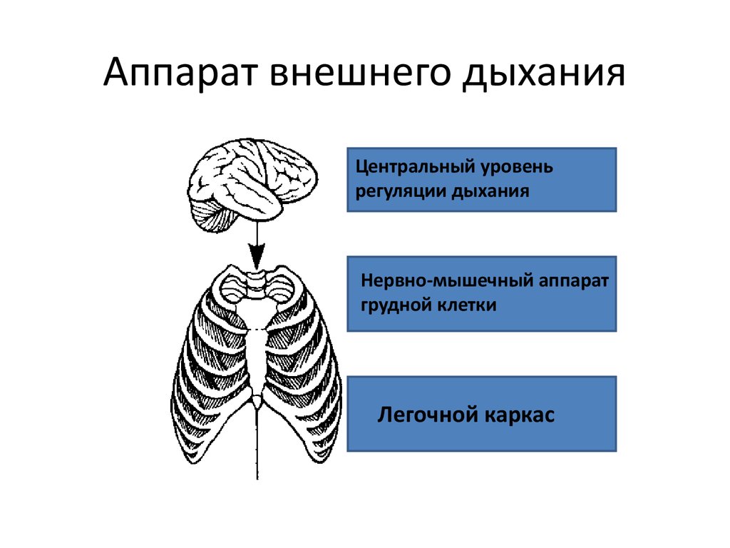 Внешнее дыхание картинка