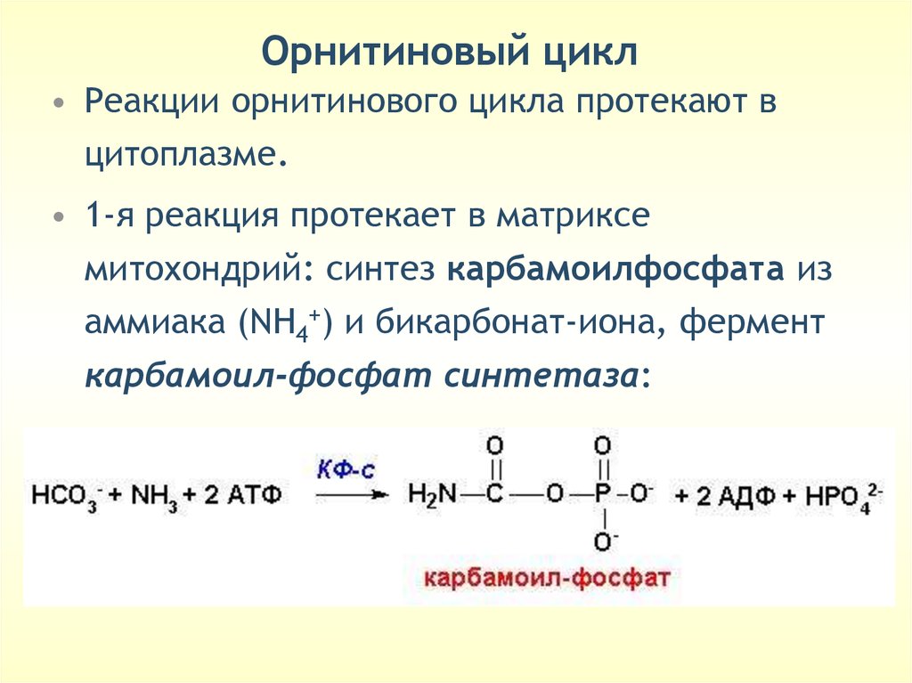 Происходят циклические реакции. Первая реакция орнитинового цикла. Орнитиновый цикл 1 реакция. Реакция образования кабомаил фосфата. Синтез карбамоилфосфата.