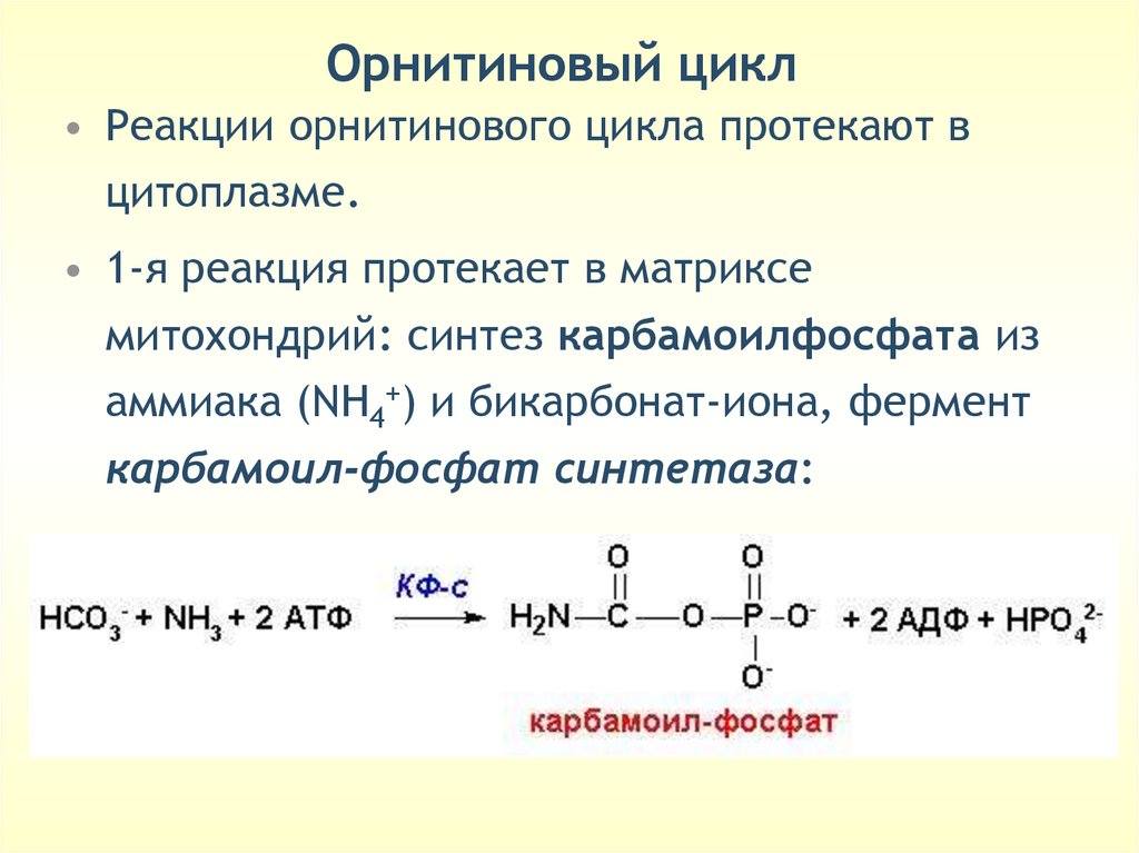 Две реакции протекали. Орнитиновый цикл 1 реакция. Первая реакция орнитинового цикла. 1 Реакция орнитинового цикла. Карбамоилфосфатсинтетаза 1 орнитиновый цикл.