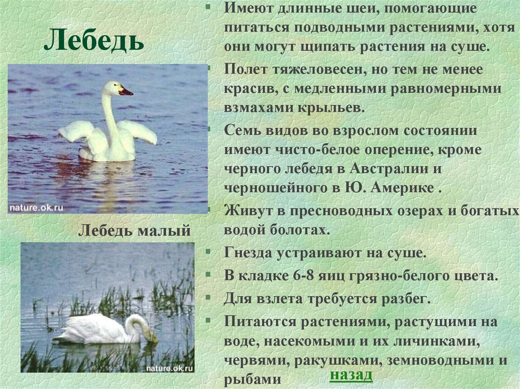 Сравнение в рассказе лебедушка. Сообщение о лебедях. Описание лебедя. Информация о жизни лебедей. Доклад о лебеде.
