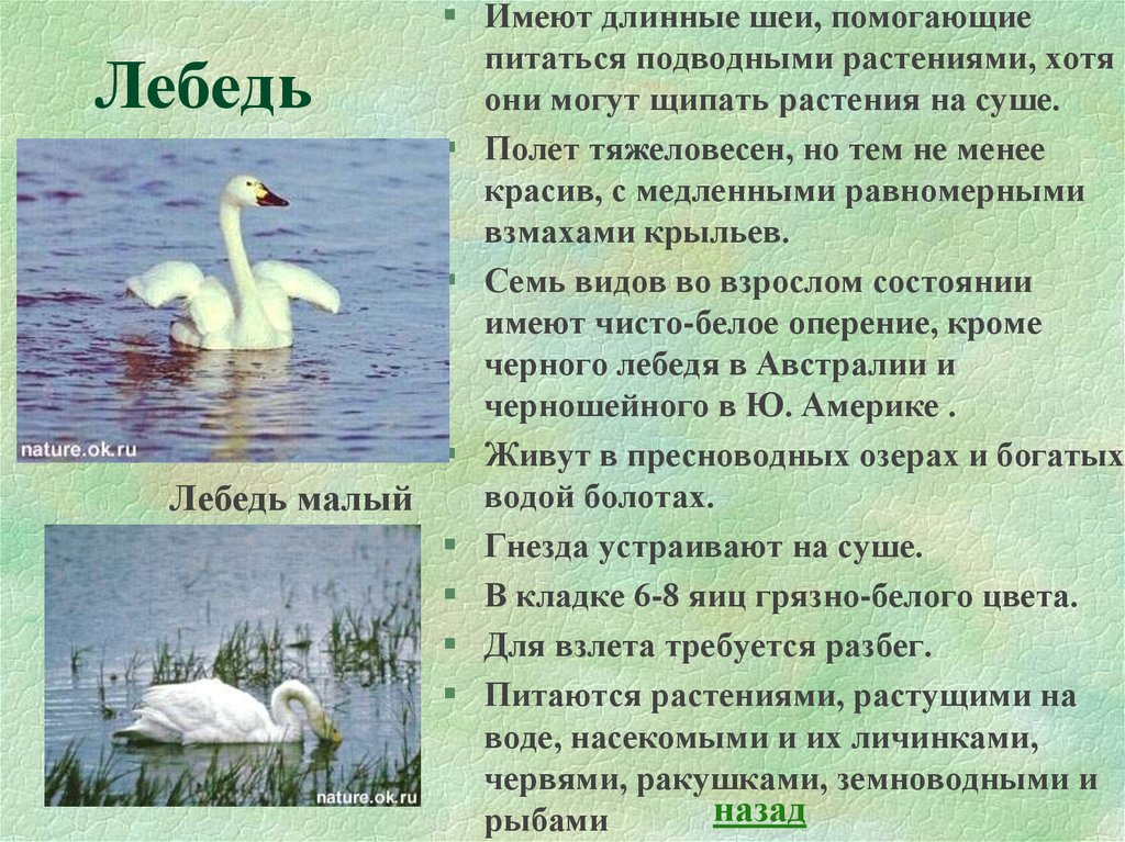 Какие длинные имеют. Сообщение о лебедях. Описание лебедя. Статья о жизни лебедей. Энциклопедия про лебедей.