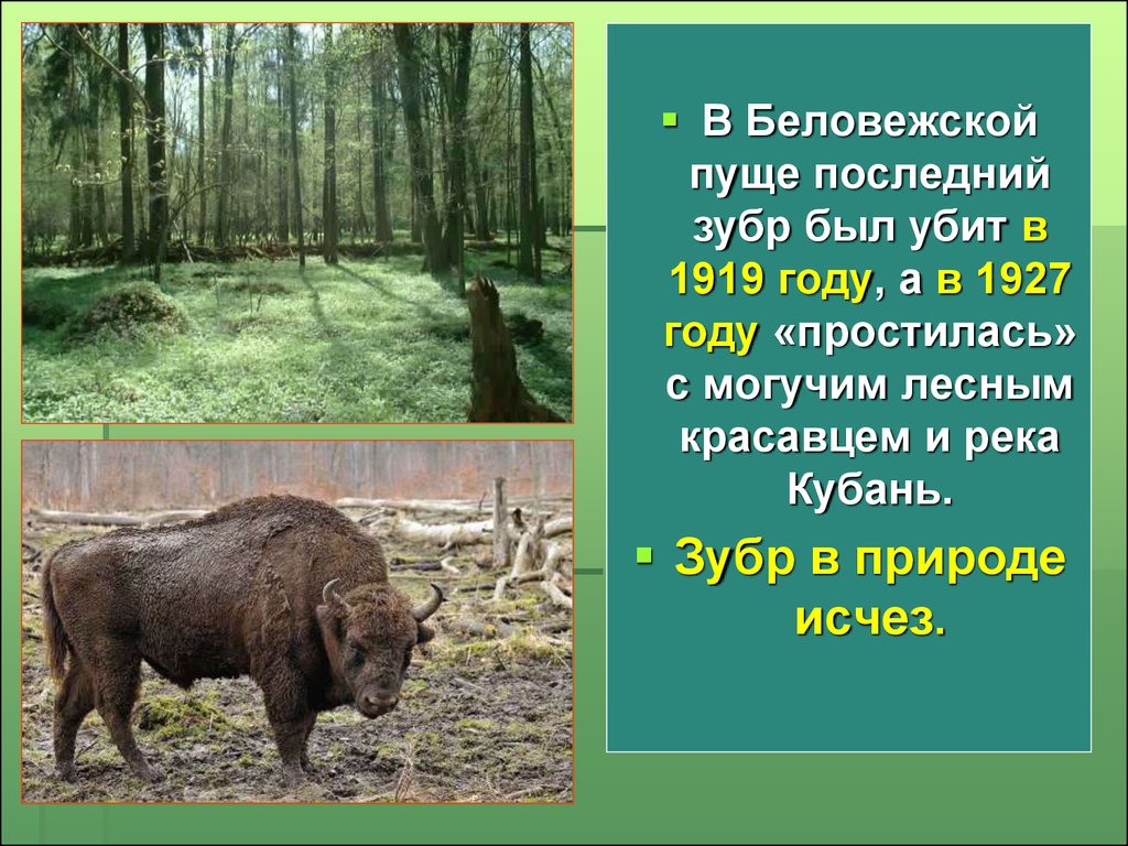 Беловежская пуща стихи. Беловежская пуща зубры. Животные из красной книги ЗУБР. Рассказ о Беловежской пуще. Беловежская пуща презентация.