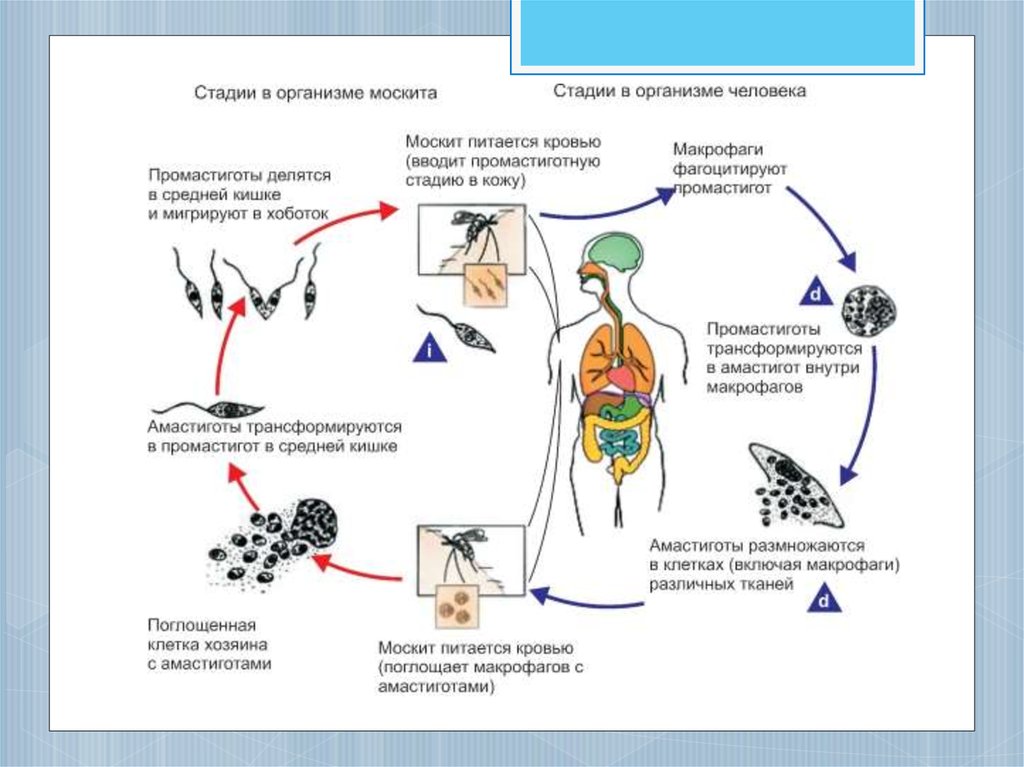 Рассмотрите рисунок на котором представлен цикл развития лямблии и ответьте на вопросы