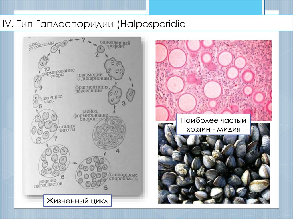 IV. Тип Гаплоспоридии (Halposporidia