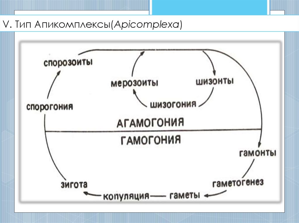 V. Тип Апикомплексы(Apicomplexa)