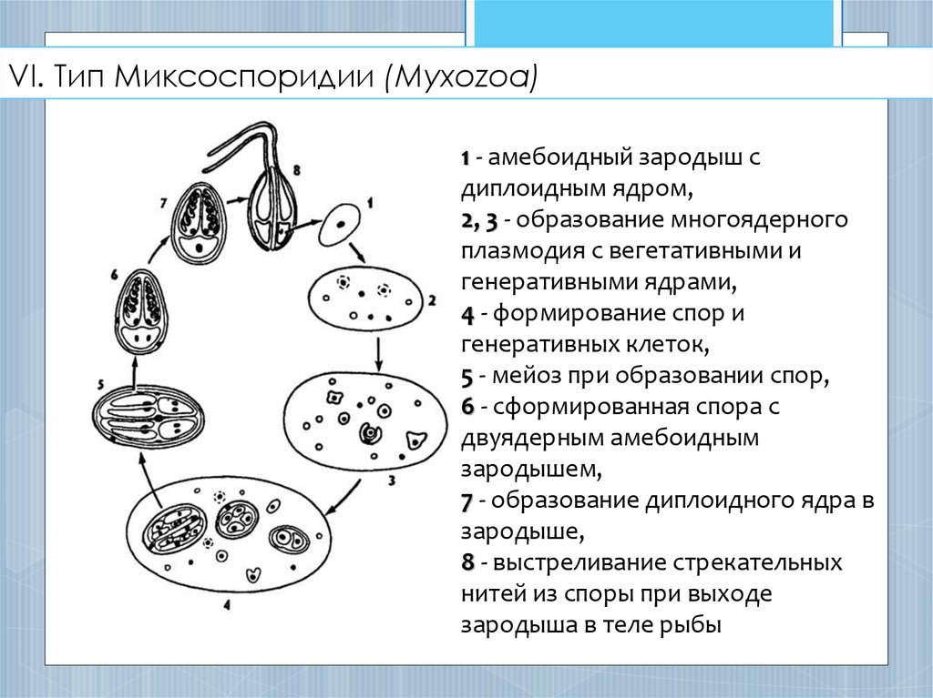 Презентация по биологии 8 класс жизненные циклы размножение человека