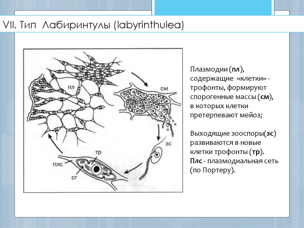VII. Тип Лабиринтулы (labyrinthulea)