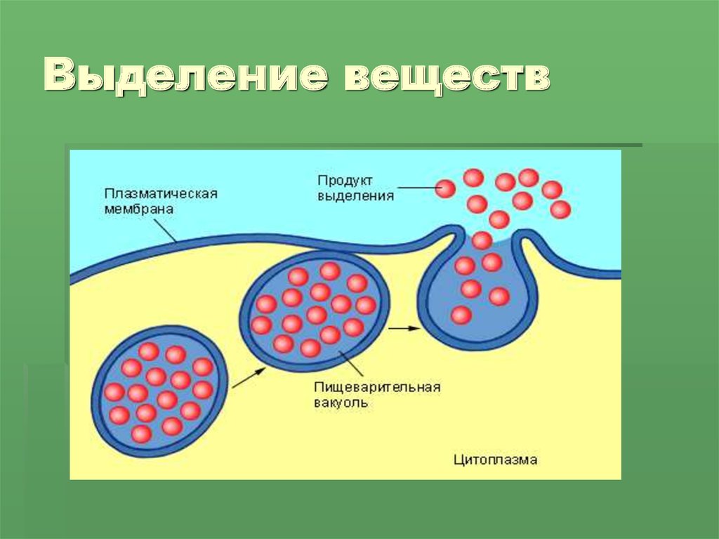 Выделяется вещество. Выделение веществ. Вывод из клетки ненужных веществ. Выделение клетки. Выделение веществ из клеток клеток.