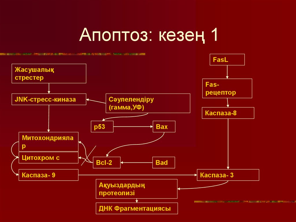 Апоптоз это. Апоптоз. Процесс апоптоза. Теория апоптоза. Апоптоз это в биологии.